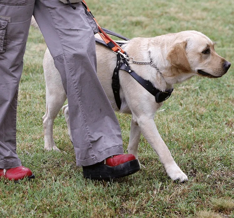 Pies dla niewidomych: jak wybrać idealnego towarzysza i pomocnika